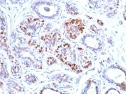 GATA-3 Antibody (GATA3/2442) - Azide and BSA Free, Novus Biologicals 100